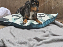 Male dapple dachshund