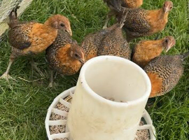 Old English game birds