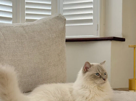 1 Years Old Ragdoll Cat Girl