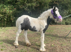 Lilly filly foal 6 months old
