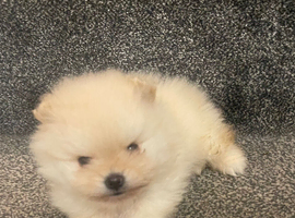 Ruassia pomeranian puppy