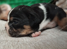 (REDUCED) Last English Bulldogs puppies