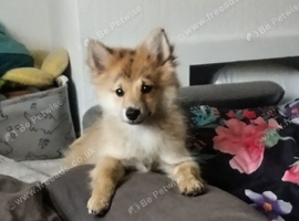 Pomeranian