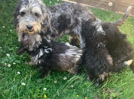 Stunning  miniature sheepadoodle boys