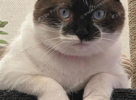 2 year old cat for sale
