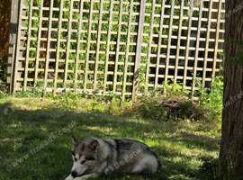 14 month old female
