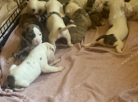 AMERICAN BULL DOG PUPPIES