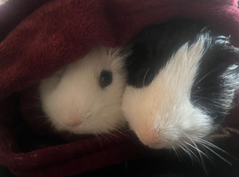 Most sweetest guinea pigs
