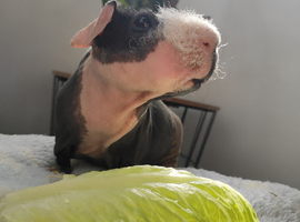 Skinny pig Boar.