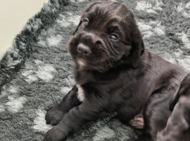 K C  registered cocker spaniels for sale