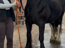 For sale Dior 14.3hh 6yo cob mare