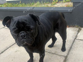 Pug