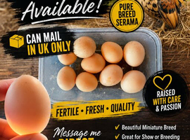 X6 Serama hatching eggs