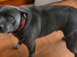 Bella &ndash; Beautiful Blue Staffordshire Bull Terrier Female