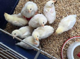 Light Sussex Chicks (large fowl)