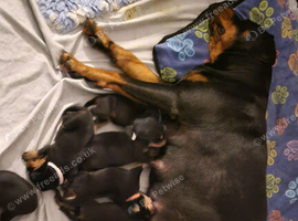 ROTTWEILER PUPPIES