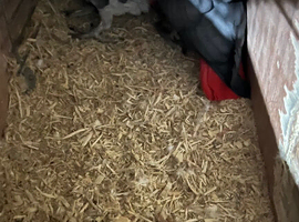 Pair African greys
