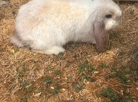 Gorgeous Mini Lop Girl