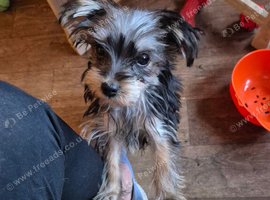 10 month old Yorkshire terrier boy