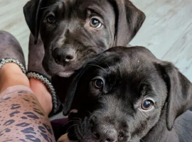 2 female Labrabulls