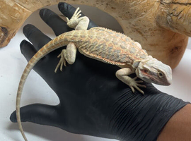 Baby hypo bearded dragons