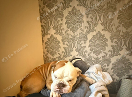 4 year old old thyme bulldog