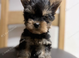 YORKSHIRE TERRIER