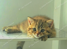 Stunning British Girl Kitten