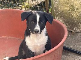 Collie x Kelpie pups