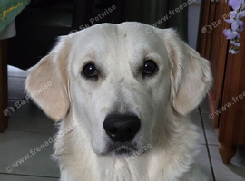 Beautiful golden retriever female