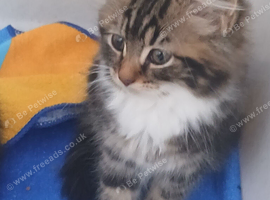Maine coon xxx