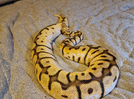 CB14 hybrid bumblebee bloodball python