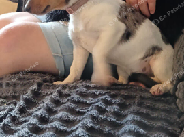 Sad sale of our much loved dog sienna