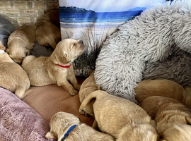 females and males purebred bolden retriever puppie