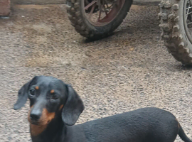2year old dashound
