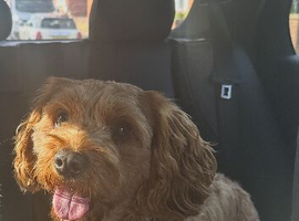 F1 cavapoo