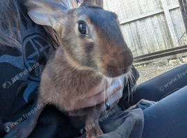 8 week old doe Belgian hare