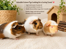 Guinea pigs girls