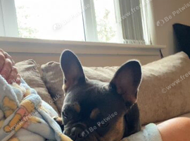 French bulldog