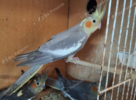Baby cockatiels