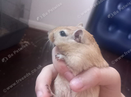 3 bonded gerbile for sale!!