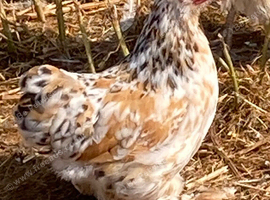 Pekin bantam girls for sale
