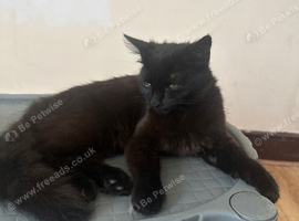 Male kitten black