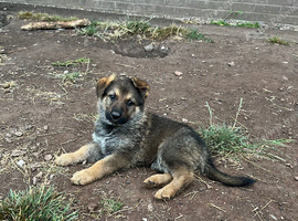 German Shepherd puppies for sale