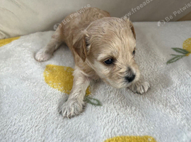 Gorgeous f1 Shih poo puppies