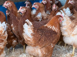 Egg laying hens