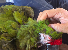 Military macaw