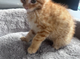 Gorgeous 8 week old kittens