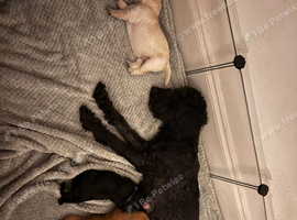 Bordoodle x Labrador (Working Line) Puppies