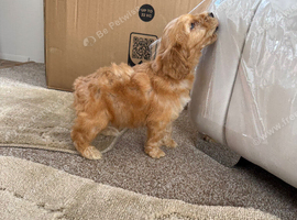 4 cockerpoo puppy&rsquo;s